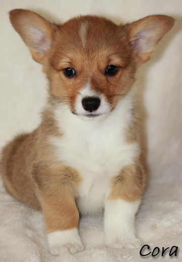 corgi puppies for sale in kansas corgi puppies for sale in kansas breeds picture corgi puppies for sale in kansas corgi puppies for sale in kansas breeds picture