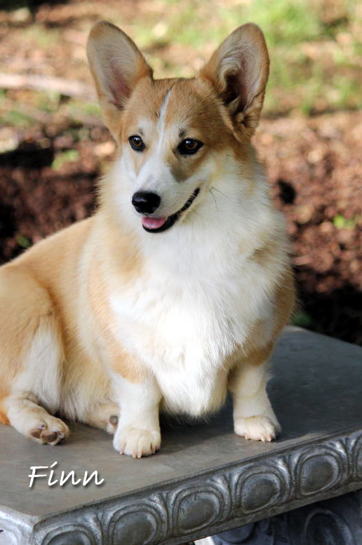 welsh corgi breeders near me